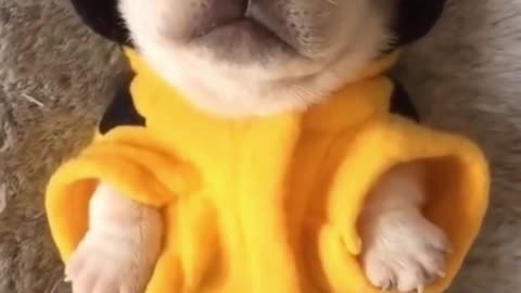 The cutest dog sleep when he wear a bee suits handmade