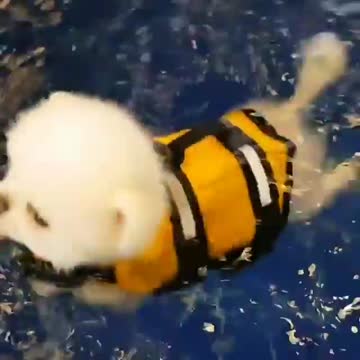 The little dog puts on his bathing suit and swims in the pool and has fun.