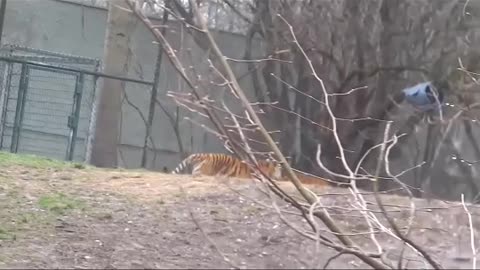 Tiger and tigress are playing