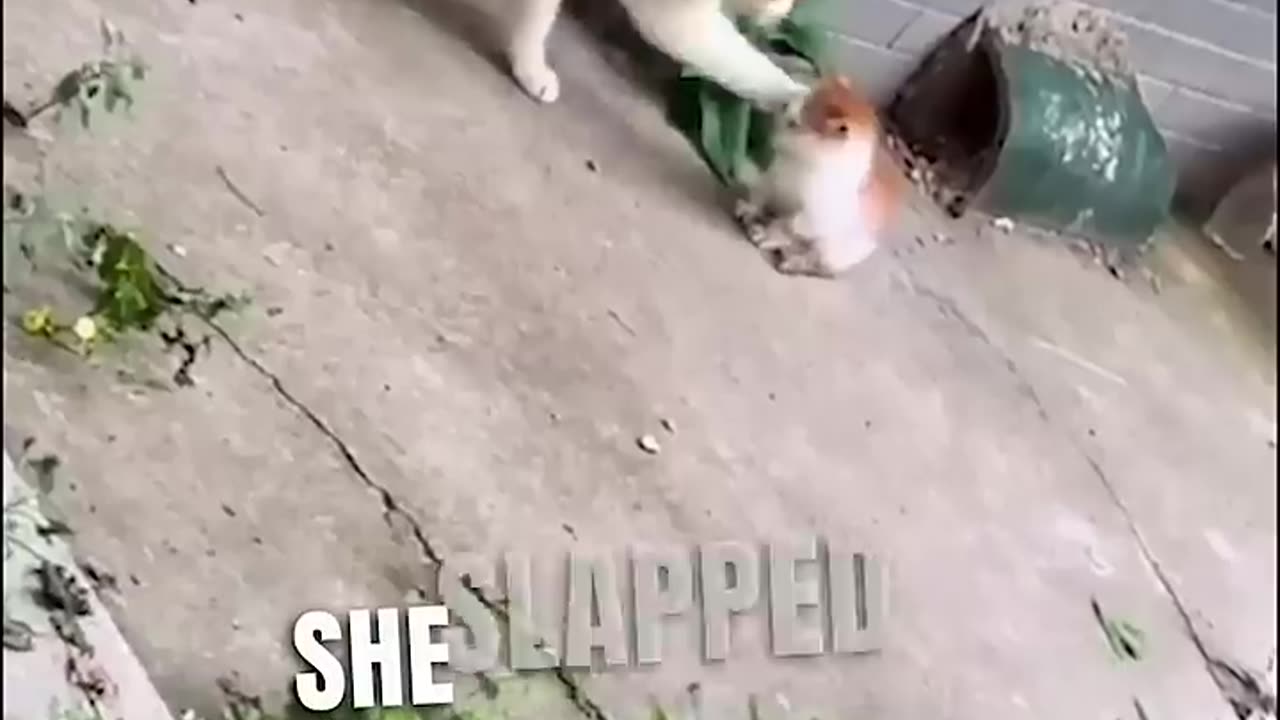 "Mew-nited at Last: Heartwarming Tale of a Tenacious Cat Mom Reunited with her Precious Kitten"