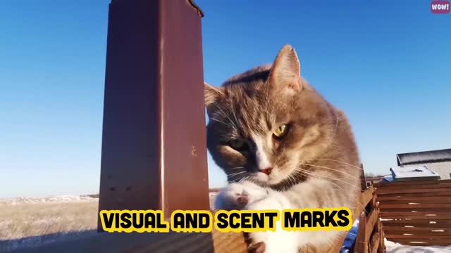 The Meaning Behind 14 Strangest Cat Behaviors Jaw-Dropping Facts about Cats