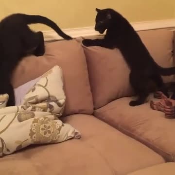 Chimpancé bebé juega con jóvenes jaguares