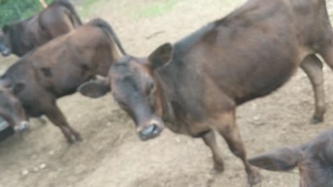 the cows mooing