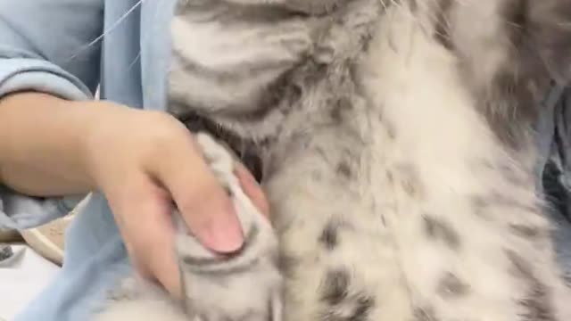 Cat: I am voluntary, I am very happy!