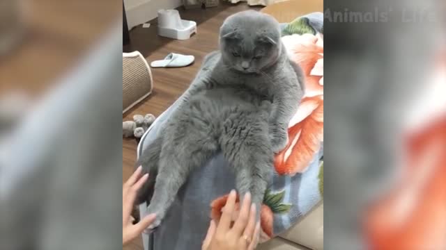 FUNNIEST DOGS AND CATS - AWESOME PETS