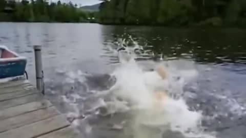 Best Funniest video cat and dog 🐶 😅😅