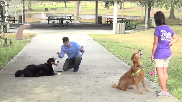 Dog training by men and women / Training step by step of dog