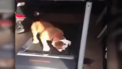 SE SURPREENDA COM ESSES ANIMAIS