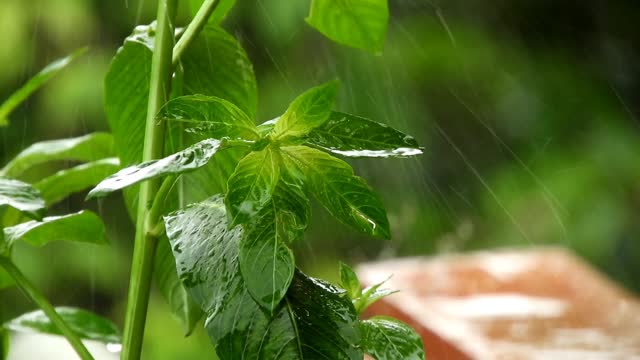 Raining in Forest Relaxing sound of water and Birds 2K (UHD) 2021