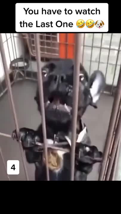 CUTE PUPPIES #shorts