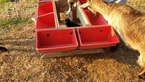 Suzy's baby goats!
