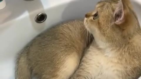 Funny cat video - Cats doesn't like water