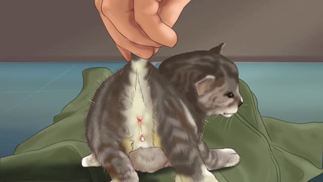 how to Determine the Sex of a Kitten