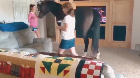 Friendly Horse Comes Inside The House To Chill With Owner