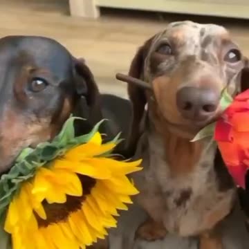 Lovely pets showing appreciation 😍😍🙏