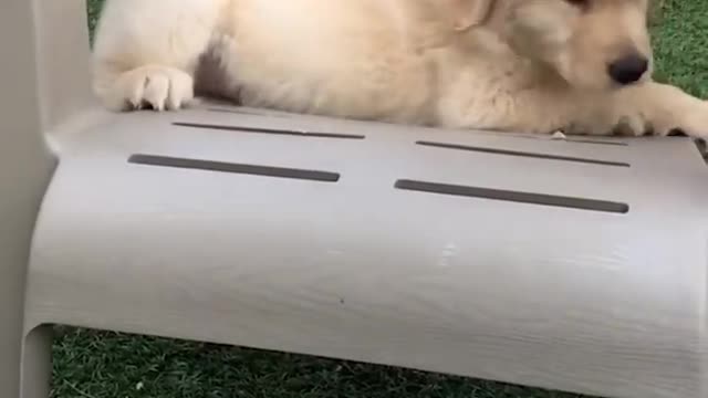 Funniest & Cutest Golden Funny Puppy Videos 2021