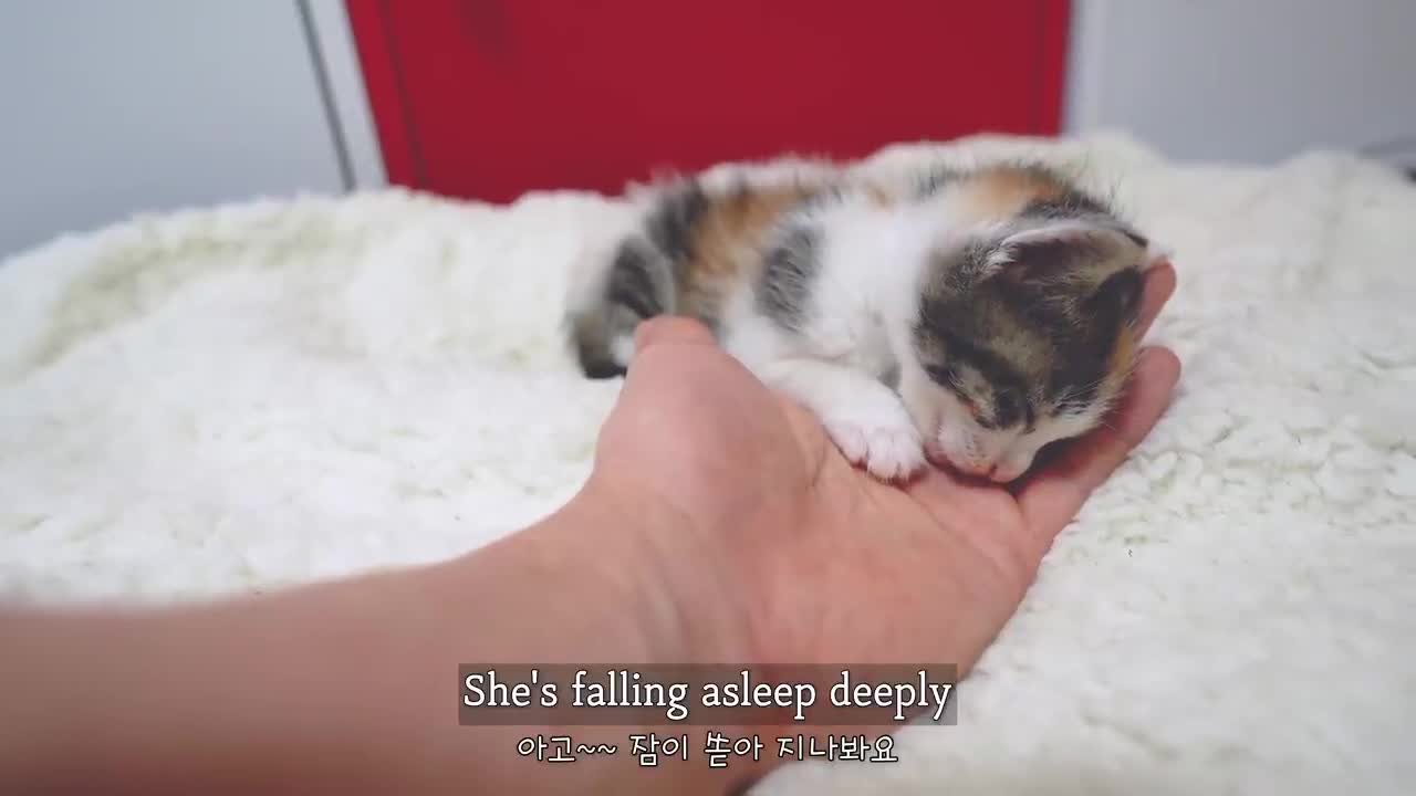 The Rescued Kitten holds My Hand tightly even when sleeping