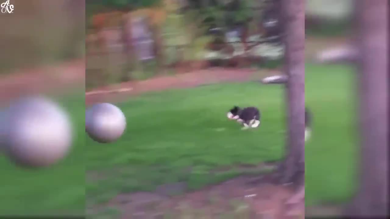 Walking Dog Gets Super Excited Seeing Dad After Two Weeks Apart