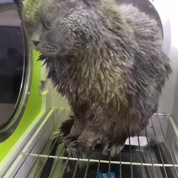 Funny Cats Video- Funniest Cat Videos That Will Make You Laugh