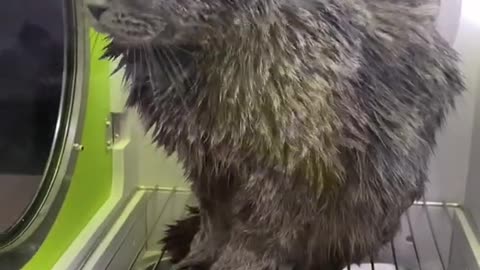 Funny Cats Video- Funniest Cat Videos That Will Make You Laugh