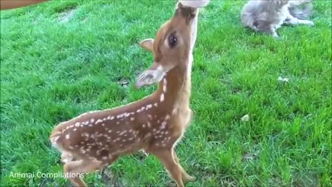 Babie Deers Acting Up and Jumping