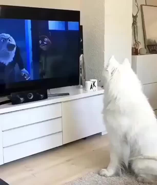 WHAT A BEAUTIFUL HILARIOUS DOG