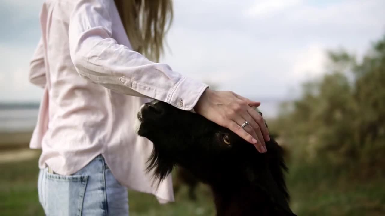 Woman's hand stroking black goat outdoors