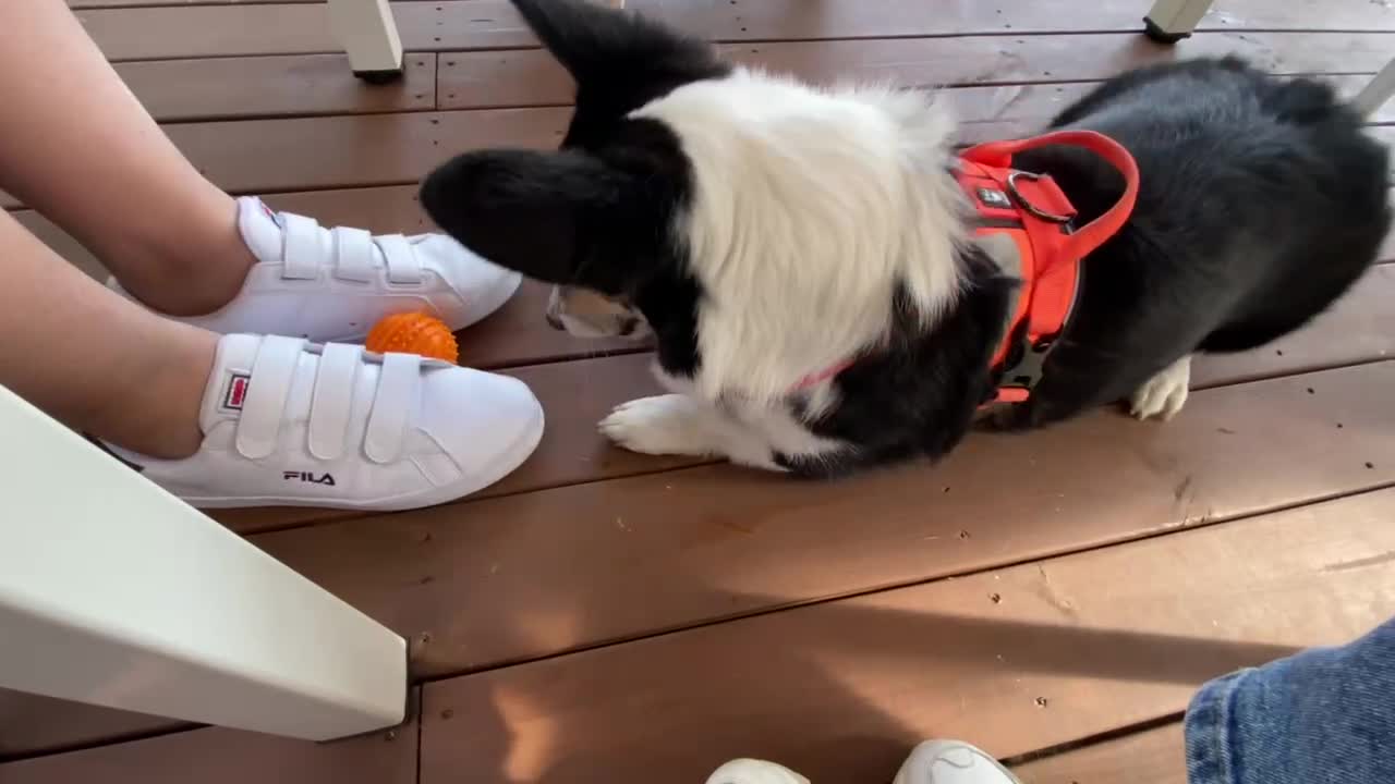 Puppy trying to steal the ball