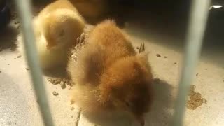 sleeping chicks