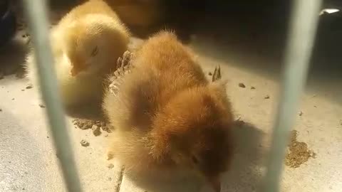 sleeping chicks