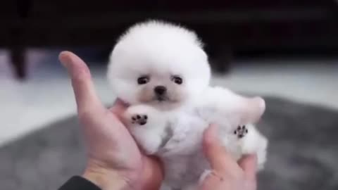 So Cute Puppy | Dog Video