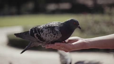 How a pigeon eats backwards