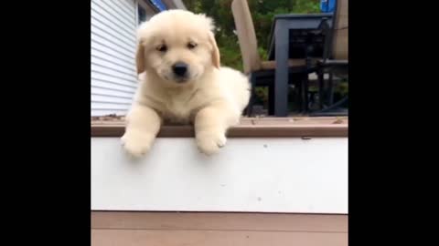 Dog is jumping on the wall