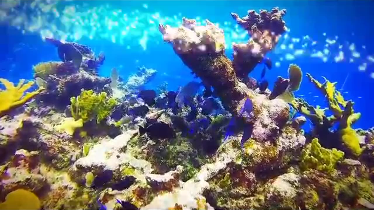 The most beautiful coral reefs and undersea creator on earth