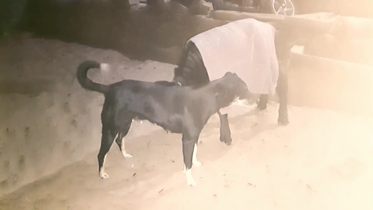 Dog best moment for cawo