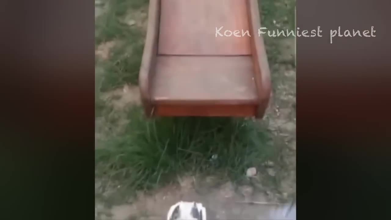 funny dog and cat