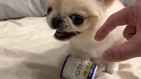 Pino Doesn't Want to Part with Favorite Yogurt ||