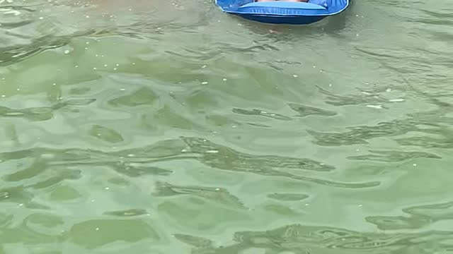 Golden Retriever Tows His Aunt to Shore