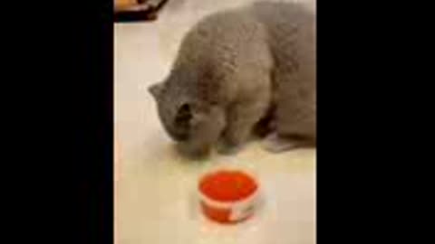 funny sounds cat video