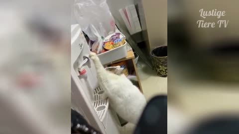 Funny animal videos - laughable Best 2021
