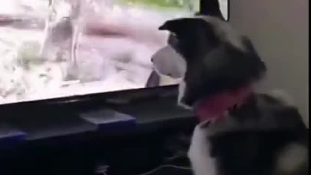 Angry 🐕