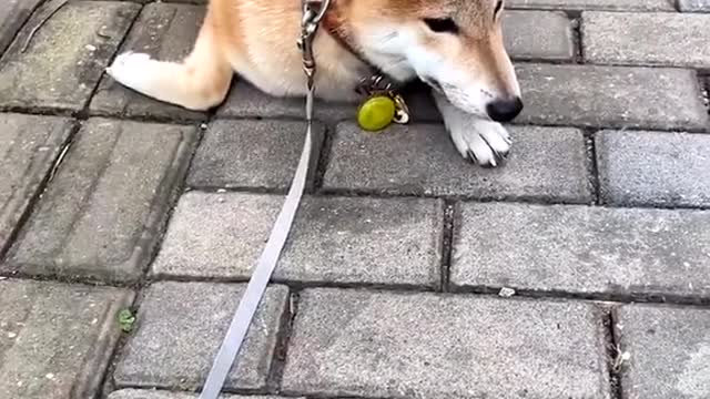 When your dog 🐶 doesn’t want to walk