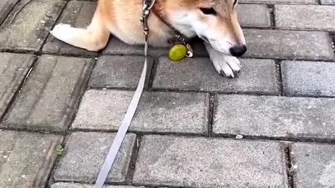 When your dog 🐶 doesn’t want to walk