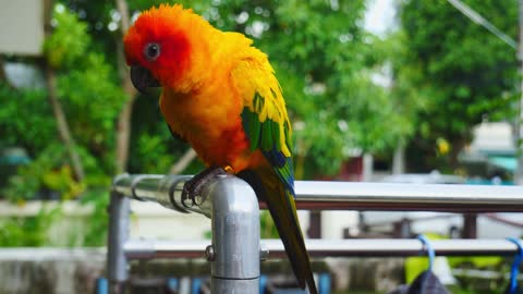 Dancing Parrots