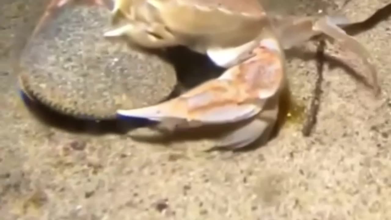 Unseen activities of the sea life