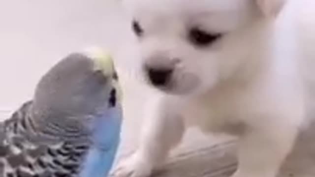 Cute little 🐶 dog video