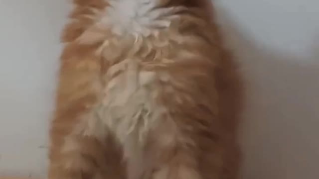 funny orange cat