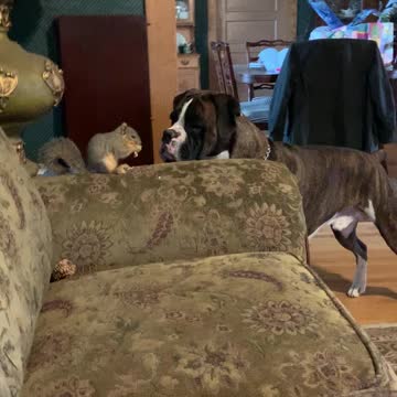 Squirrelly Bob and his buddy George