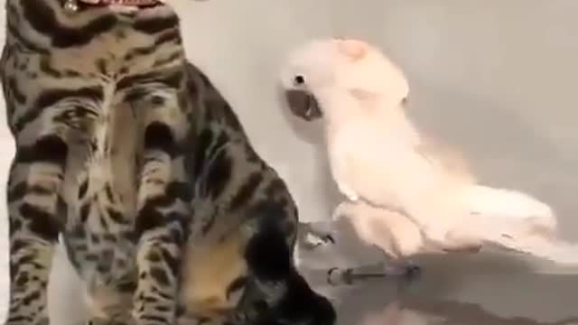 cat getting irritated with the parrot
