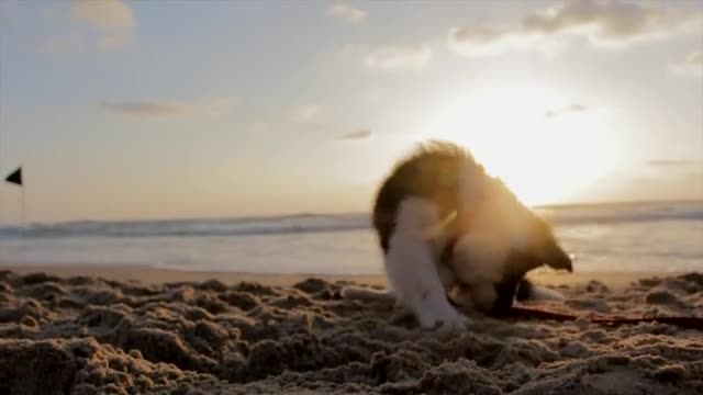 Take some time to paws and reflect.|puppy out day playing with sand